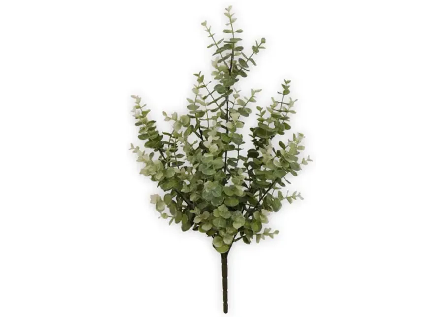 Eucalyptus Bush