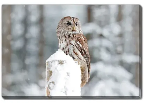 15090-owl-on-snowing-perch-canvas-art-1.webp