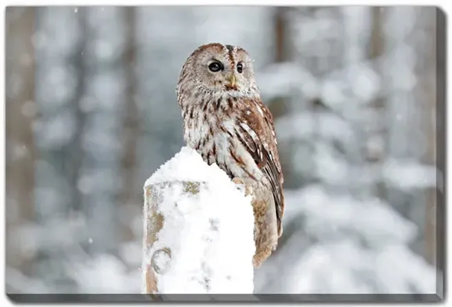15090-owl-on-snowing-perch-canvas-art-1.webp