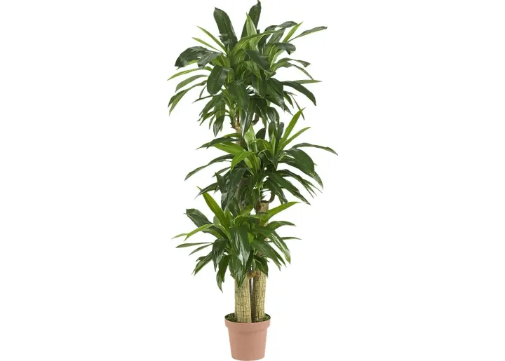 24976-athaliah-green-dracaena-silk-tree-green-1.webp