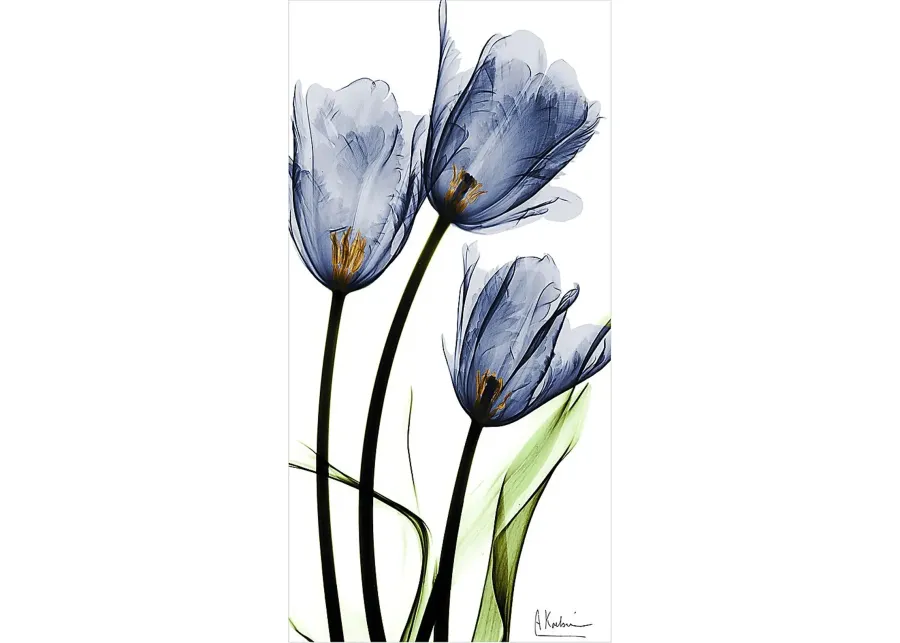 Picuris Blue Artwork-Blue