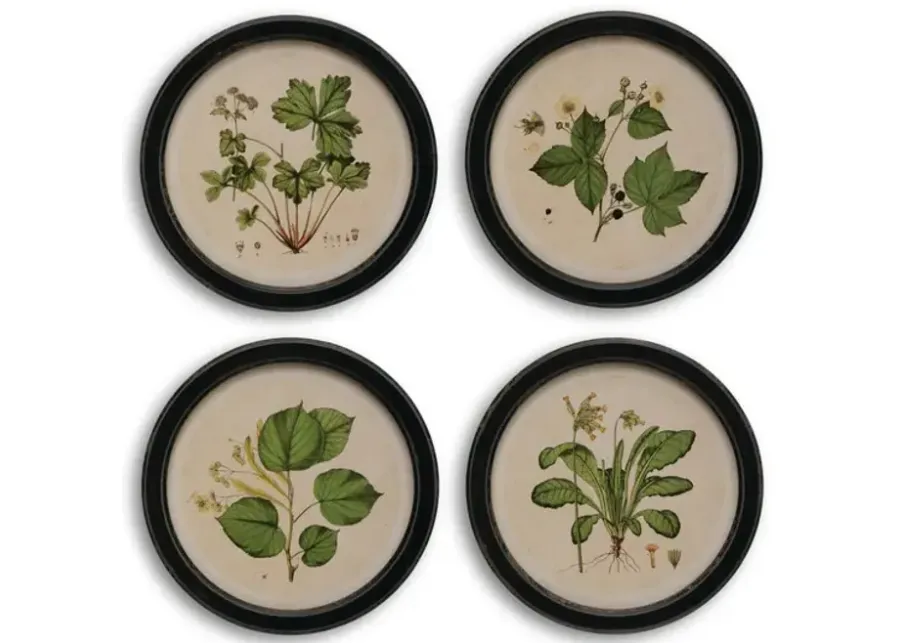 Assorted Botanical Framed Art