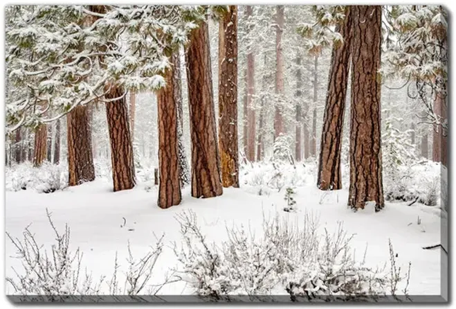 3555-winter-forest-canvas-art-1.webp