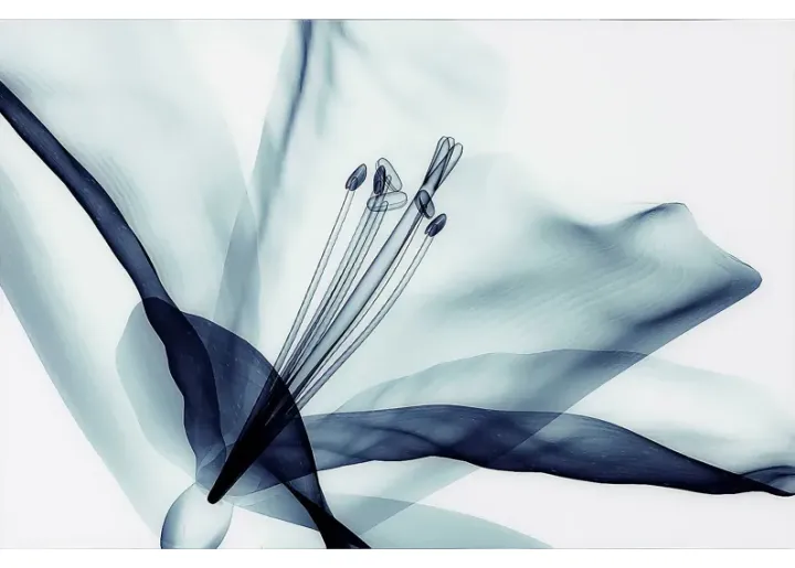 37071-zafarano-blue-artwork-blue-1.webp