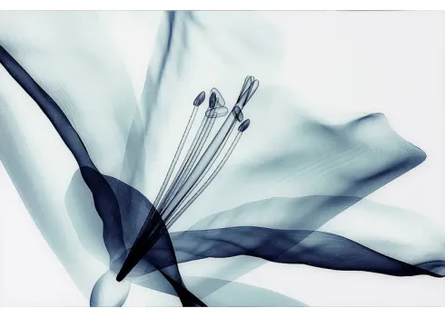 37071-zafarano-blue-artwork-blue-1.webp