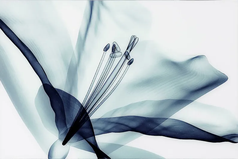 37071-zafarano-blue-artwork-blue-1.webp