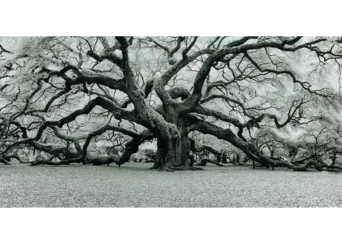 44180-the-angel-oak-artwork-72-1.webp