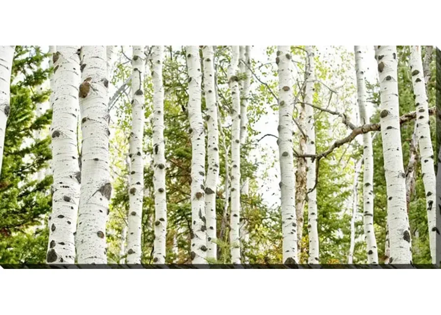 Birch Forest Panel Canvas Art