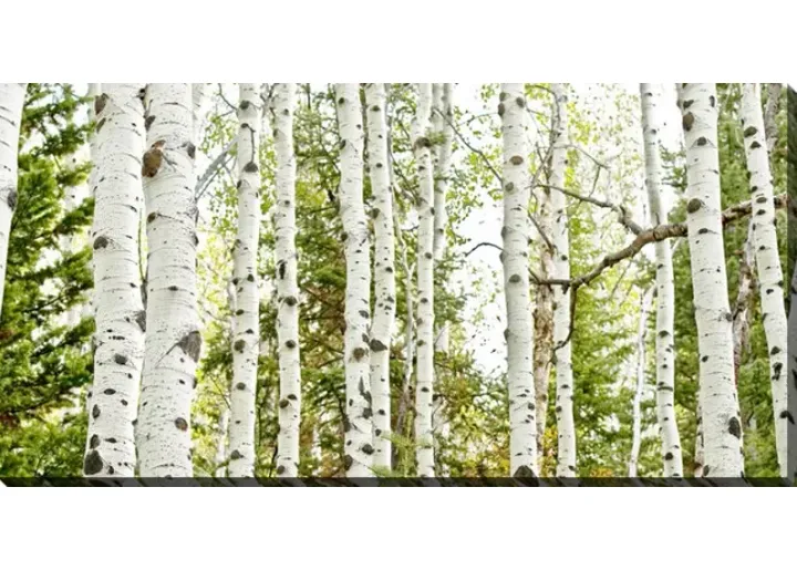 4449-birch-forest-panel-canvas-art-1.webp