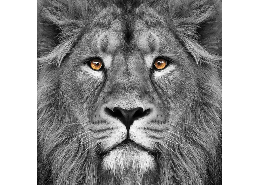 45073-wild-ruler-artwork-38-1.webp