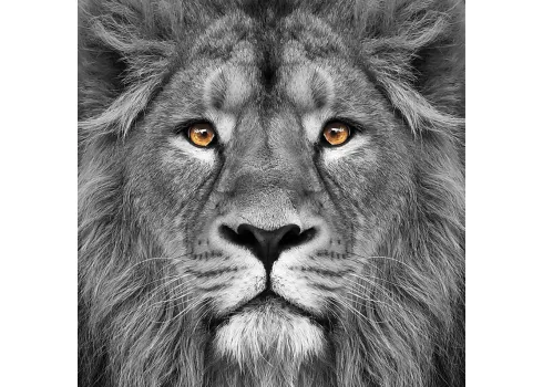 45073-wild-ruler-artwork-38-1.webp
