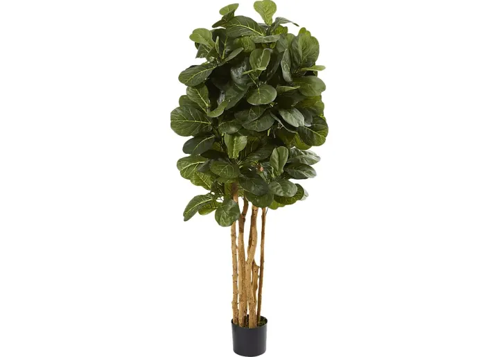 49619-kaiyah-green-fiddle-leaf-silk-tree-green-1.webp