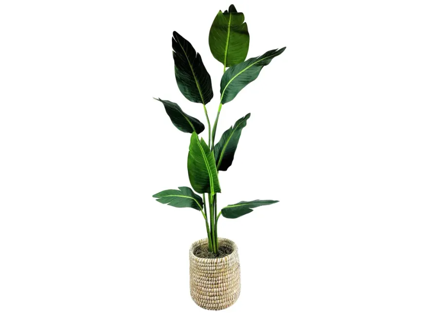 LCG Sales Travelers Palm 5 Foot Basket-22 1 51570-lcg-sales-travelers-palm-5-foot-basket-22-1.webp