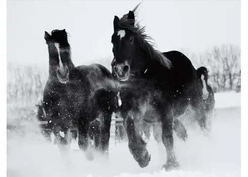 5562-running-horses-glass-art-1.webp