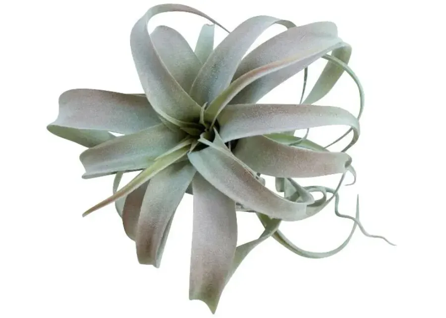Kalalou Botanical Large Tillandsia Greenery-11 1 55789-kalalou-botanical-large-tillandsia-greenery-11-1.webp