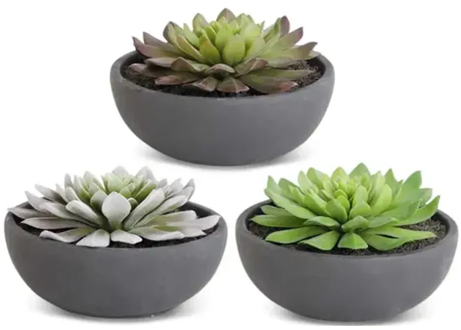Assorted Succulents In Bowl