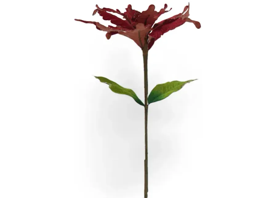 Poinsettia Stem