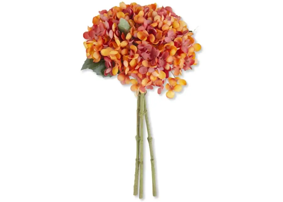 Orange Hydrangea