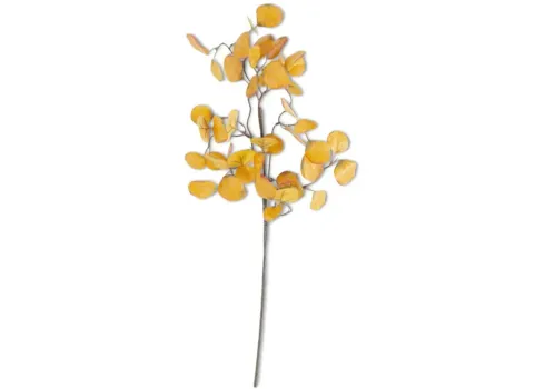 8038-yellow-eucalyptus-1.webp