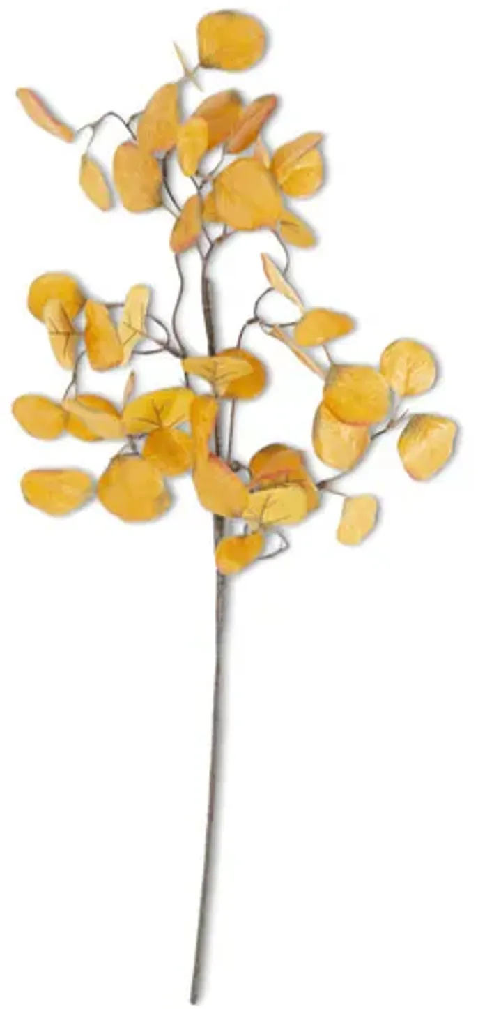 8038-yellow-eucalyptus-1.webp